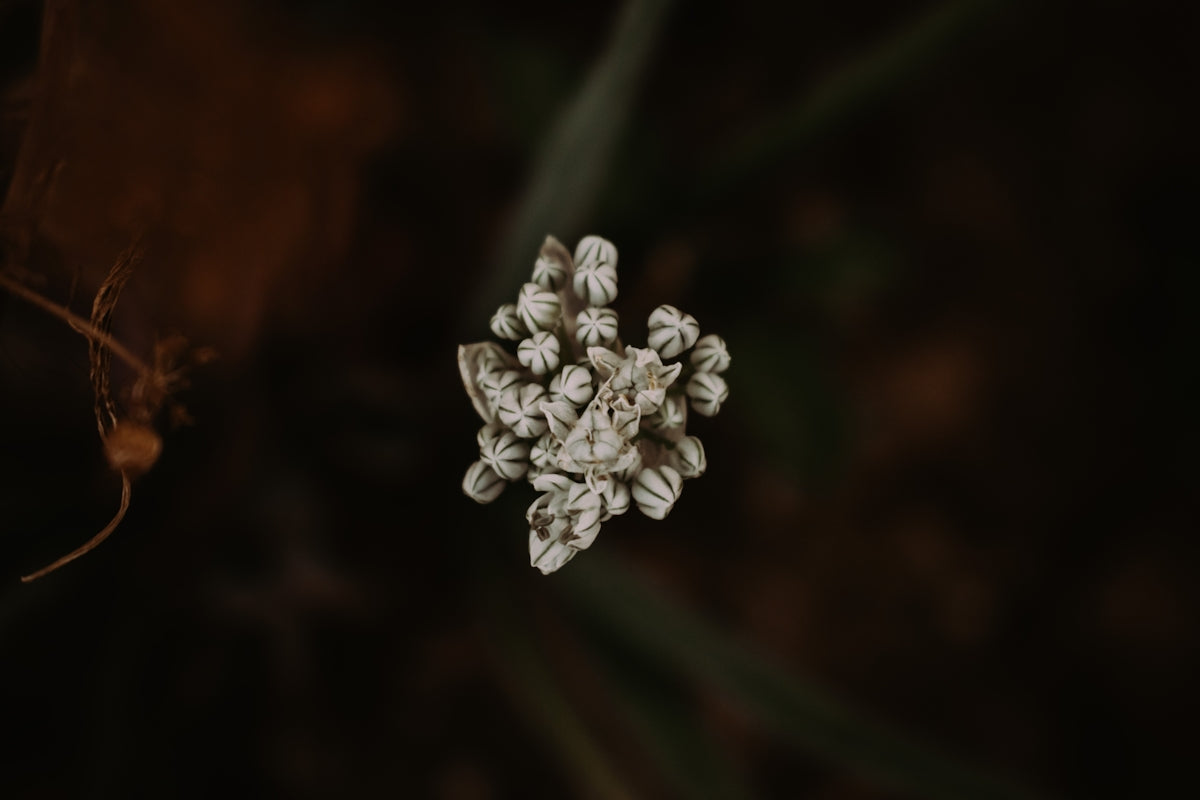 white flower in tilt shift lens